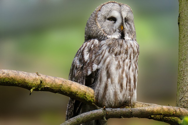 Bird Ornithology Owl Birds Of Prey  - blende12 / Pixabay