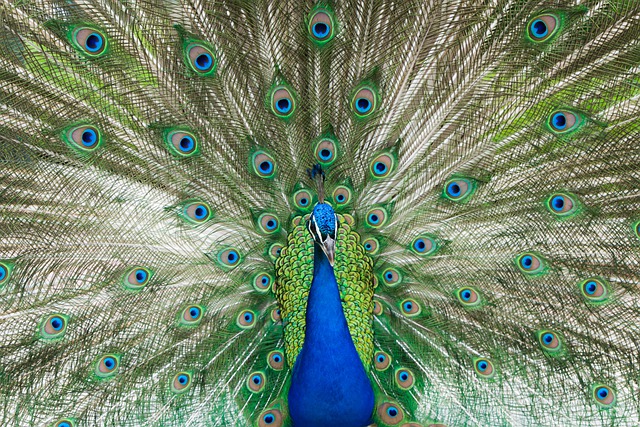 Bird Peacock Pens Feathers Plumage  - Donations_are_appreciated / Pixabay
