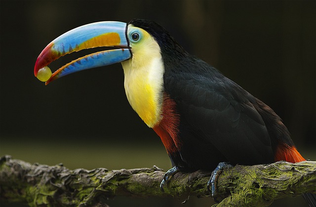 Bird Toucan Beak Ornithology  - HUNGQUACH679PNG / Pixabay