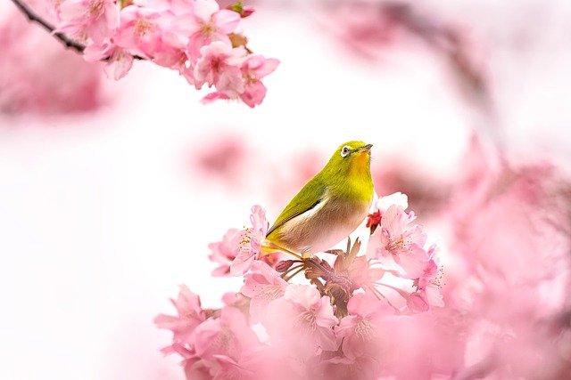 Bird Warbling White Eye Ornithology  - Kanenori / Pixabay