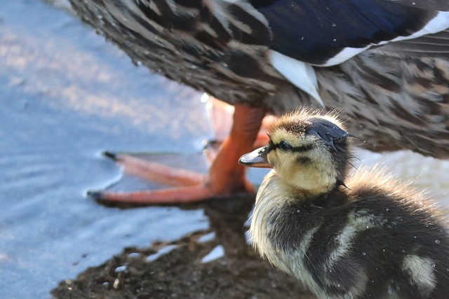 Ducks Duckling Birds Mallard Chick  - manfredrichter / Pixabay