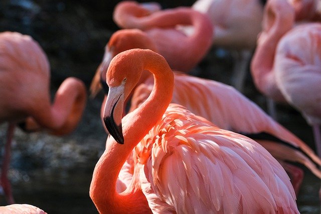 Flamingo Bird Animal Wading Bird  - NickyPe / Pixabay