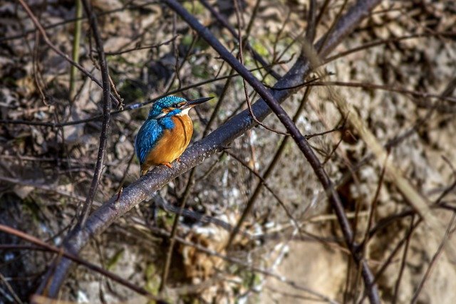 Kingfisher Bird Animal  - Erik_Karits / Pixabay