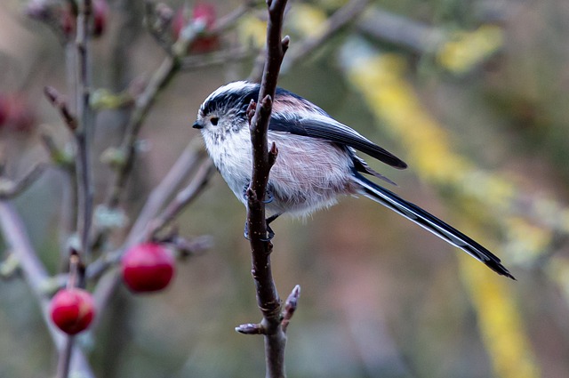 Long Tailed Tit Bird Branch Perched  - TheOtherKev / Pixabay