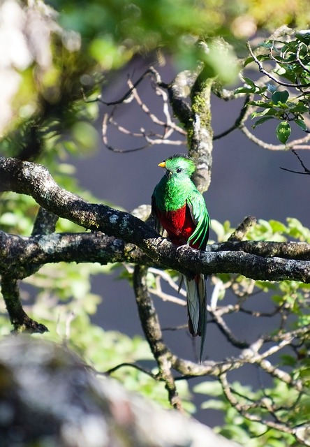 Quetzal Bird Wild Bird Quetzal  - Nicman / Pixabay