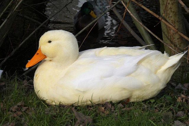 White Duck Duck Bird Waterfowl  - Elsemargriet / Pixabay