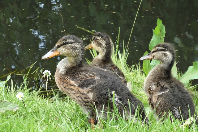 Young Ducks Ducks Chicks Wild Bird  - Elsemargriet / Pixabay